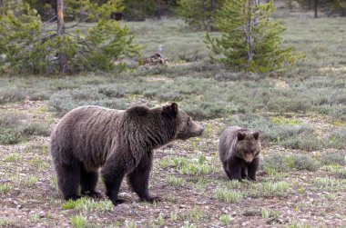 Grand Teton Ulusal Parkı Wyoming 'de ilkbaharda bir boz ayı ve yavrusu.