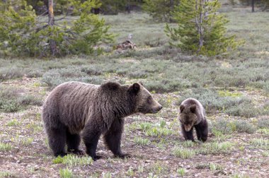 Grand Teton Ulusal Parkı Wyoming 'de ilkbaharda bir boz ayı ve yavrusu.