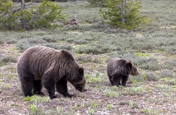 Grand Teton Ulusal Parkı Wyoming 'de ilkbaharda bir boz ayı ve yavrusu.