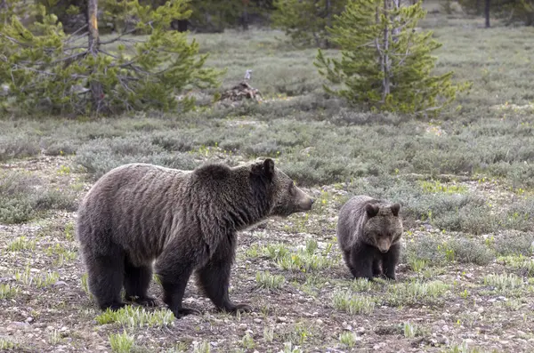 Grand Teton Ulusal Parkı Wyoming 'de ilkbaharda bir boz ayı ve yavrusu.