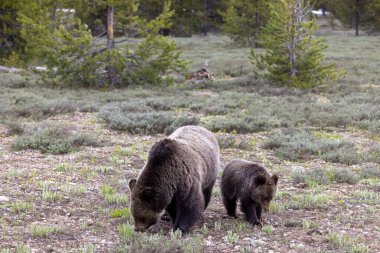 Grand Teton Ulusal Parkı Wyoming 'de ilkbaharda bir boz ayı ve yavrusu.