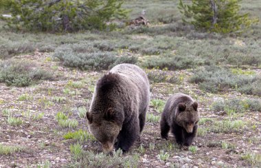 Grand Teton Ulusal Parkı Wyoming 'de ilkbaharda bir boz ayı ve yavrusu.