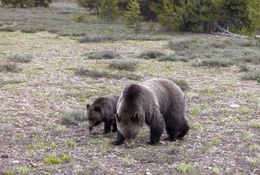 Grand Teton Ulusal Parkı Wyoming 'de ilkbaharda bir boz ayı ve yavrusu.