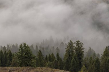 Grand Teton Ulusal Parkı Wyoming 'de manzaralı bir sonbahar manzarası.