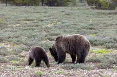 Baharda Grand Teton Ulusal Parkı Wyoming 'de bir domuz ve yavru ayı.