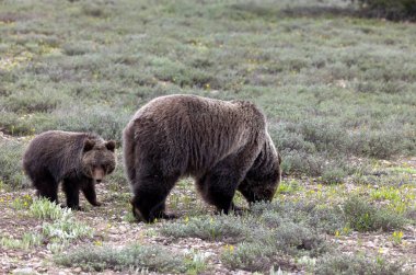 Baharda Grand Teton Ulusal Parkı Wyoming 'de bir domuz ve yavru ayı.