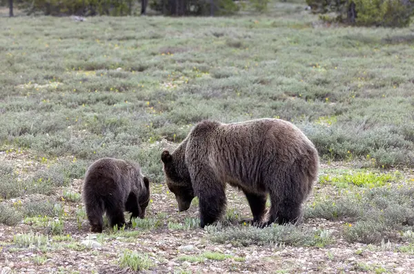 Baharda Grand Teton Ulusal Parkı Wyoming 'de bir domuz ve yavru ayı.