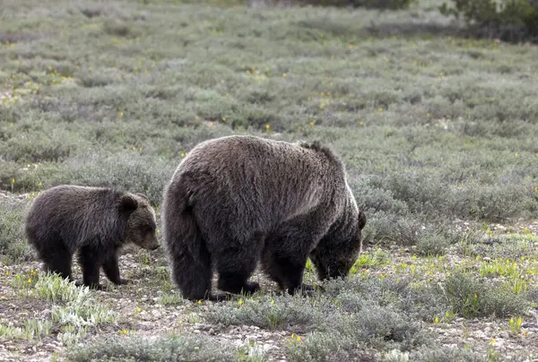 Baharda Grand Teton Ulusal Parkı Wyoming 'de bir domuz ve yavru ayı.