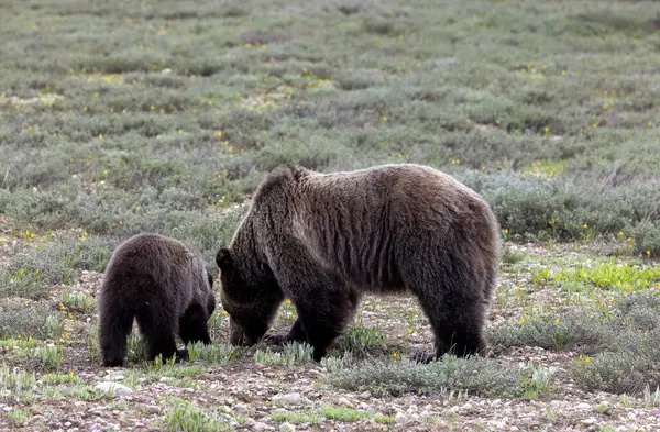 Baharda Grand Teton Ulusal Parkı Wyoming 'de bir domuz ve yavru ayı.