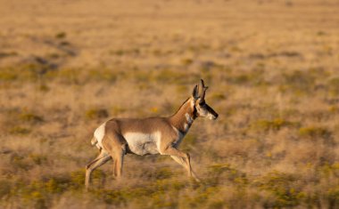 a pronghorn buck in the Utah desert in autumn