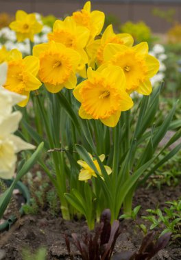 Yellow flowers daffodils in a flower bed. Spring flower Narcissus. Beautiful bush in the garden. Nature background. Spring flowering bulb Daffodil plants