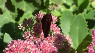 Tavus kuşu kelebeği pembe bir Sedum çiçeğinin üzerinde yemek yiyor, tavşan lahanası. Böceklerin döllediği bir çiçek tarlası. Kelebekler uçar. Doğa güneşli bir gün. Böcek. Kelebek kanatları. Yeşil fabrikayı kapatın..