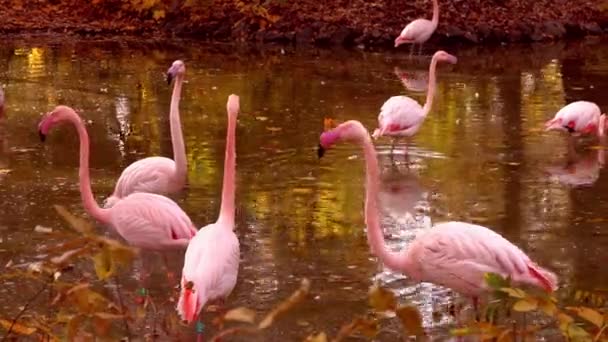 Rosa Flamingo Fågel Djur Större Flamingos Phoenicopterus Roseus Landning Grupp — Stockvideo