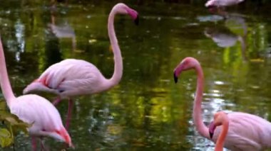 Pembe flamingo kuş hayvanı. Daha büyük flamingolar Phoenicopterus gülü, iniş, grup. Kuş sürüsü. Dışarıdaki doğa. Vahşi yaşam hayvan sahnesi. Yeşil çalılıklarda otluyorlar. Sığ sularda dur.