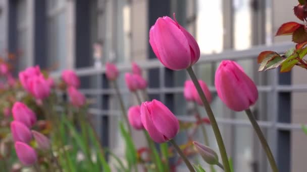 Tulipanes Rosas Macizo Flores Brote Tulipán Balancea Viento Lecho Flores — Vídeos de Stock