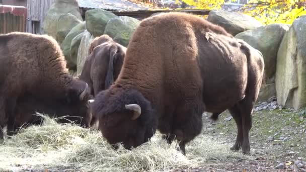 Bisonartiodactylbulle Weidet Und Frisst Yak Essen Das Große Tier Frisst — Stockvideo