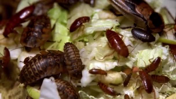 Eine Gruppe Großer Und Kleiner Kakerlaken Verschiedener Arten Frisst Nahrung — Stockvideo