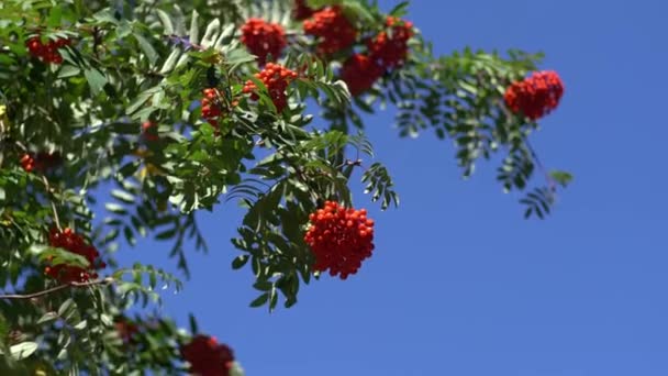Rowan Kümeleri Rüzgarda Sallanıyor Açık Güneşli Bir Günde Rowan Ağacı — Stok video
