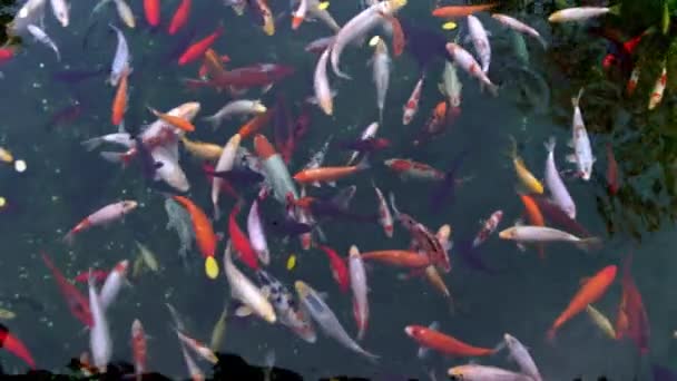 Многие Разноцветные Fancy Carp Вид Сверху Пруду Плавает Группа Красных — стоковое видео