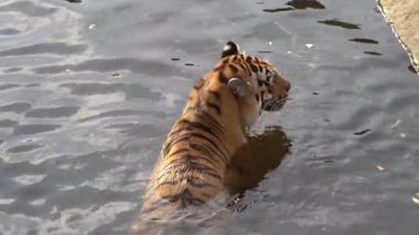 Hayvan kaplanı nehirde yıkanır. Kaplan suyun içinde yüzer. Açık hava. Hayvanların hayatı.