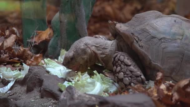 大乌龟吃卷心菜和莴苣 陆龟的食物和营养 野生动物 嘴和下巴 — 图库视频影像
