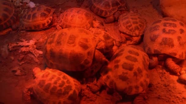 赤外線ランプの光の中で陸ガメの家族 カメは赤いランプの下で加熱されます 動物の命だ 貝のついた亀が這っている — ストック動画