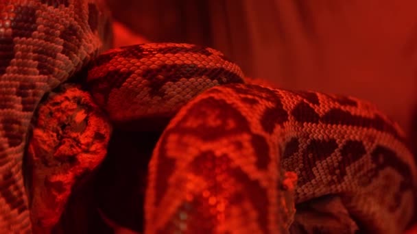 赤いランプの光の中でアナコンダヘビ 野生動物のパイソンクローズアップ — ストック動画
