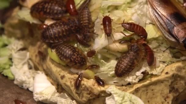 異なる種のゴキブリのグループ大小の食べ物を食べる 家庭用ゴキブリは台所でキャベツとパンを食べる 昆虫の家族だ 有害な昆虫だ 赤ゴキブリセット — ストック動画