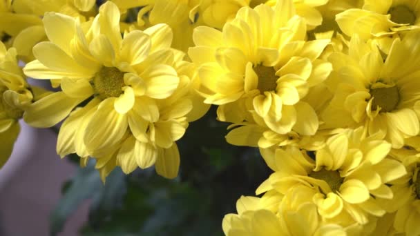 Buquê Crisântemos Amarelos Flor Outono Arbusto Crisântemo Natureza Fundo — Vídeo de Stock