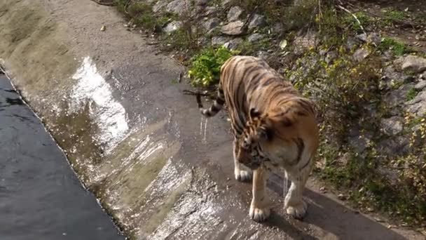 Wet Tiger Shakes Water Dries Its Paws Animal Bathes River — Stock Video