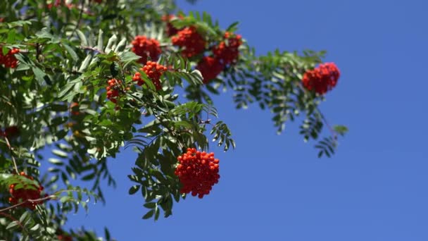 Clusters Rowan Sway Wind Rowan Tree Branches Blue Sky Clear — Stock Video