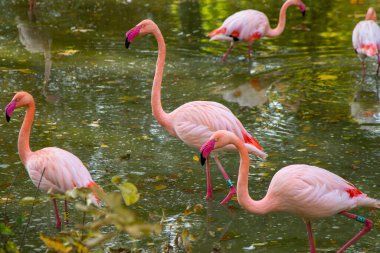Pembe flamingo kuş hayvanı. Daha büyük flamingolar Phoenicopterus gülü, iniş, grup. Kuş sürüsü. Dışarıdaki doğa. Vahşi yaşam hayvan sahnesi. Yeşil çalılıklarda otluyorlar. Sığ sularda dur.