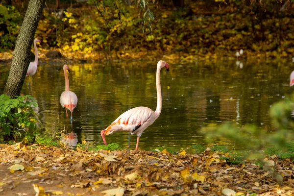 Pinkfarbenes Flamingo Vogeltier Große Flamingos Phoenicopterus Roseus Landung Gruppe Vogelschwarm — Stockfoto