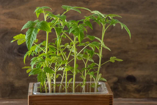 Plántulas Tomates Jardinería Primavera Bush Tomate Cultiva Verduras Casa Propagación — Foto de Stock