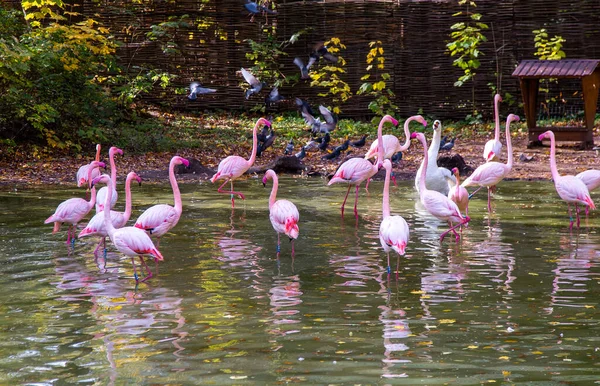 Pink flamingo bird animal. Greater flamingos Phoenicopterus roseus , landing, group. Flock of birds. The nature outdoors. Wildlife animal scene. Grazing in green undergrowth. Stand in shallow water