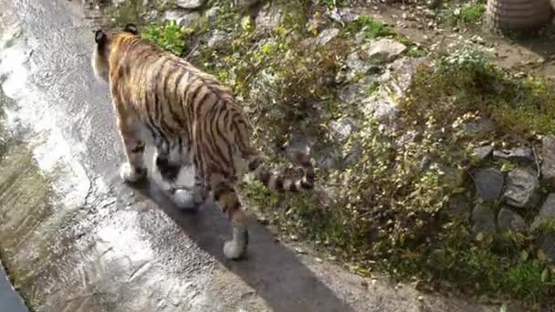 Tiger Walks Away Back View Walking Wet Animal Swimming River — Stock Video
