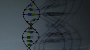 DNA molekülünün heykeli döner ve bir gölge bırakır. Karanlıktaki video. Deoksiribonükleik asit düzeni. Gen. Çokgen kablo DNA sarmalı.
