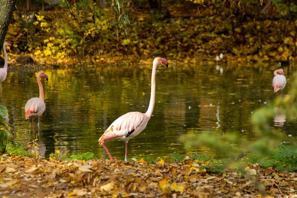 Pinkfarbenes Flamingo Vogeltier Große Flamingos Phoenicopterus Roseus Landung Gruppe Vogelschwarm — Stockfoto