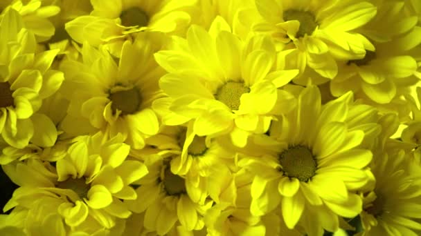 Stock video Bouquet of yellow chrysanthemums. Autumn flower. Chrysanthemum bush. Nature background