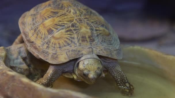 Landsköldpaddan Dricker Vatten Djur Vid Vattenhålet Vapen — Stockvideo
