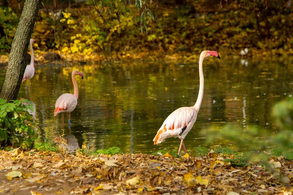 Pássaro Flamingo Rosa Flamingos Maiores Phoenicopterus Roseus Aterragem Grupo Bando — Fotografia de Stock