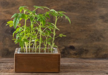 Seedling of tomatoes. Spring gardening. Bush of tomato. Grow vegetables at home. Propagation and planting a vegetable garden. Plant in a box. Wooden background.