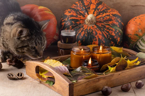 Soy Candles Burn Glass Jars Tree Leaves Pumpkin Comfort Home — Stock Photo, Image