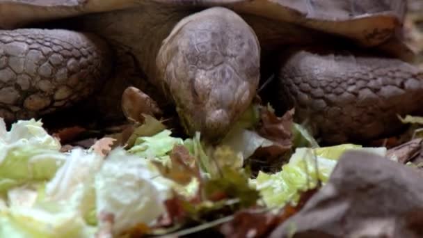 Velká Želva Zelí Salát Jídlo Výživa Suchozemských Želv Divoké Zvíře — Stock video