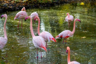 Pembe flamingo kuş hayvanı. Daha büyük flamingolar Phoenicopterus gülü, iniş, grup. Kuş sürüsü. Dışarıdaki doğa. Vahşi yaşam hayvan sahnesi. Yeşil çalılıklarda otluyorlar. Sığ sularda dur.