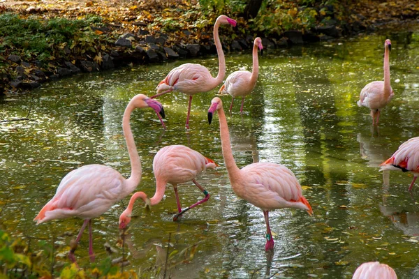 Pink flamingo bird animal. Greater flamingos Phoenicopterus roseus , landing, group. Flock of birds. The nature outdoors. Wildlife animal scene. Grazing in green undergrowth. Stand in shallow water