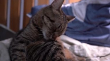 Gri tekir kedi portresi. Evcil hayvan kendini yalıyor. Bir kedinin bıyığı ve ağızlığı. Evcil hayvan hayatı. Yatakta oturuyor..