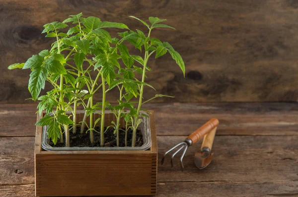 Tomatenpflanzen Frühjahrsgartenarbeit Tomatenbusch Gemüse Hause Anbauen Vermehrung Und Bepflanzung Eines — Stockfoto