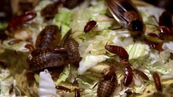 Eine Gruppe Großer Und Kleiner Kakerlaken Verschiedener Arten Frisst Nahrung — Stockvideo