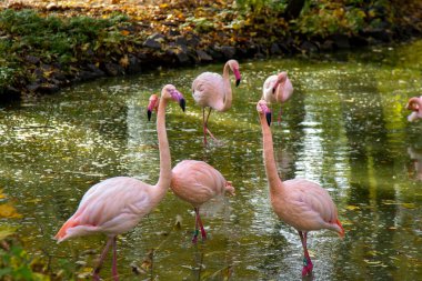 Pembe flamingo kuş hayvanı. Daha büyük flamingolar Phoenicopterus gülü, iniş, grup. Kuş sürüsü. Dışarıdaki doğa. Vahşi yaşam hayvan sahnesi. Yeşil çalılıklarda otluyorlar. Sığ sularda dur.